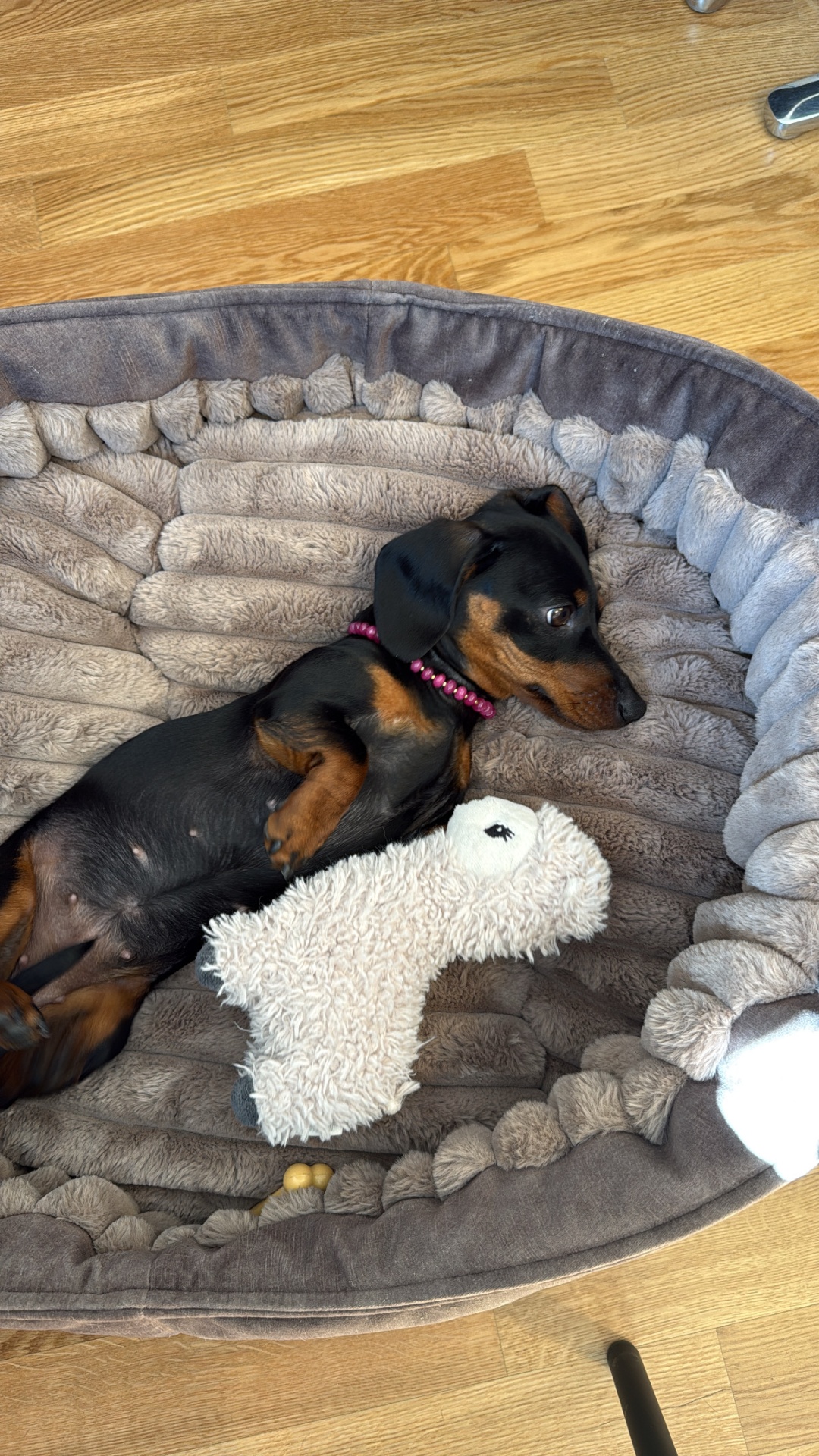 maison miso — miso the dachshund with plush toy